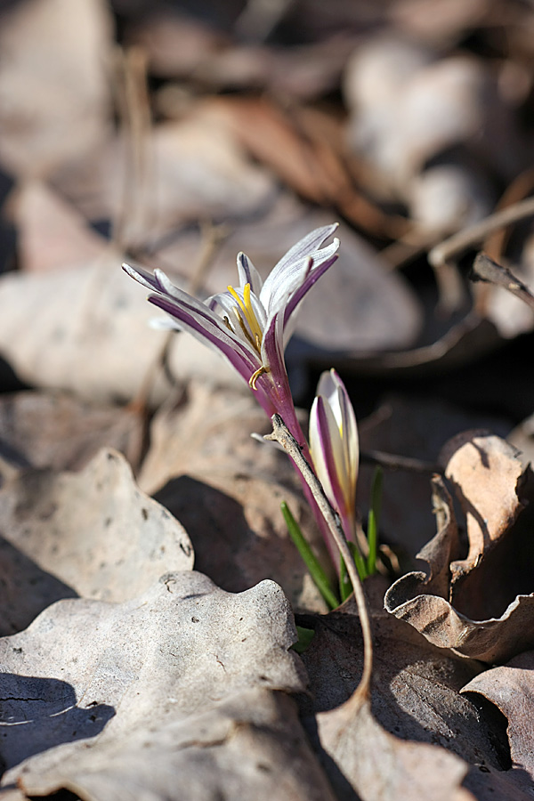Image of Colchicum kesselringii specimen.