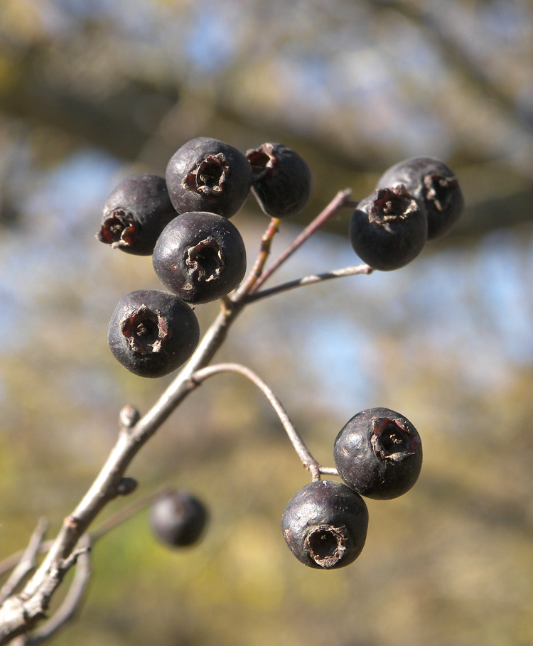 Изображение особи Crataegus pentagyna.