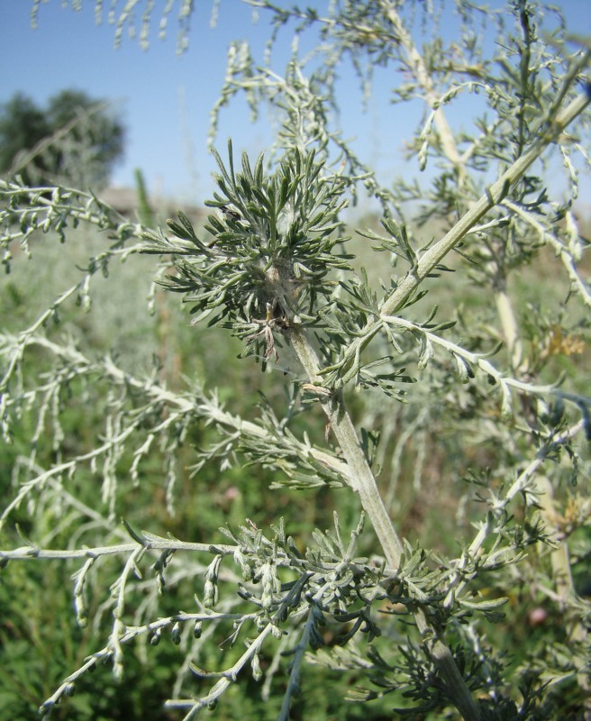 Image of Artemisia santonicum specimen.