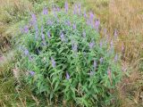 Veronica longifolia