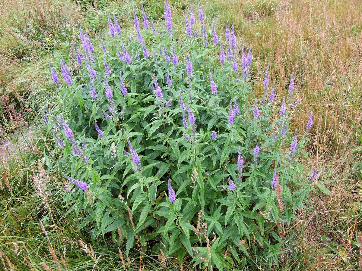 Image of Veronica longifolia specimen.