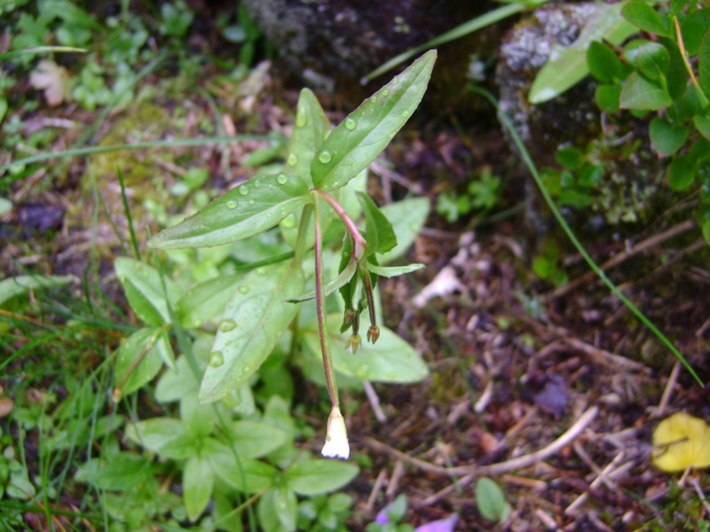 Image of Epilobium lactiflorum specimen.