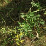 Senecio jacobaea