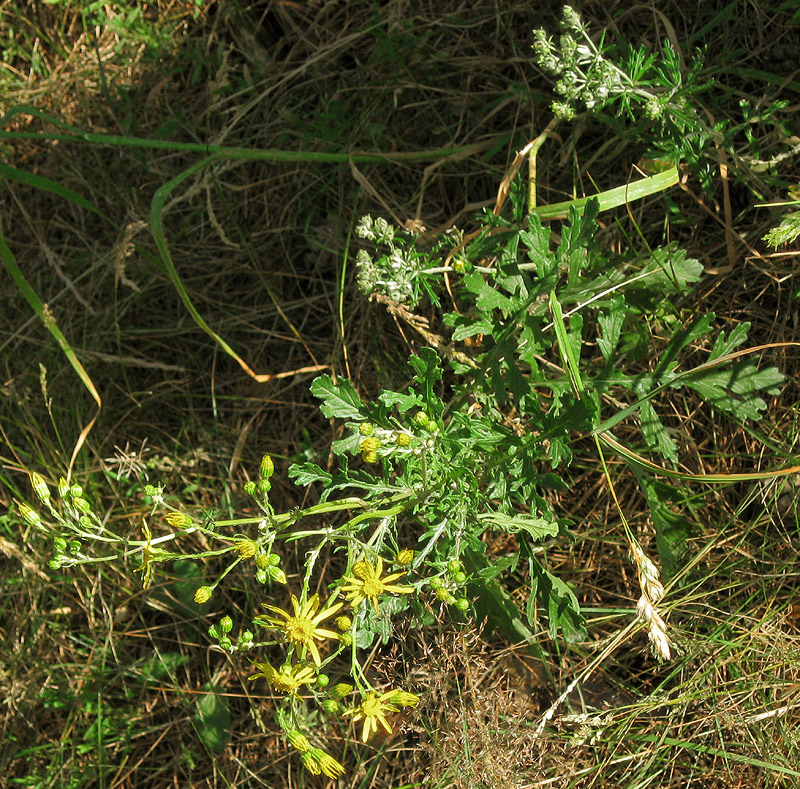 Изображение особи Senecio jacobaea.