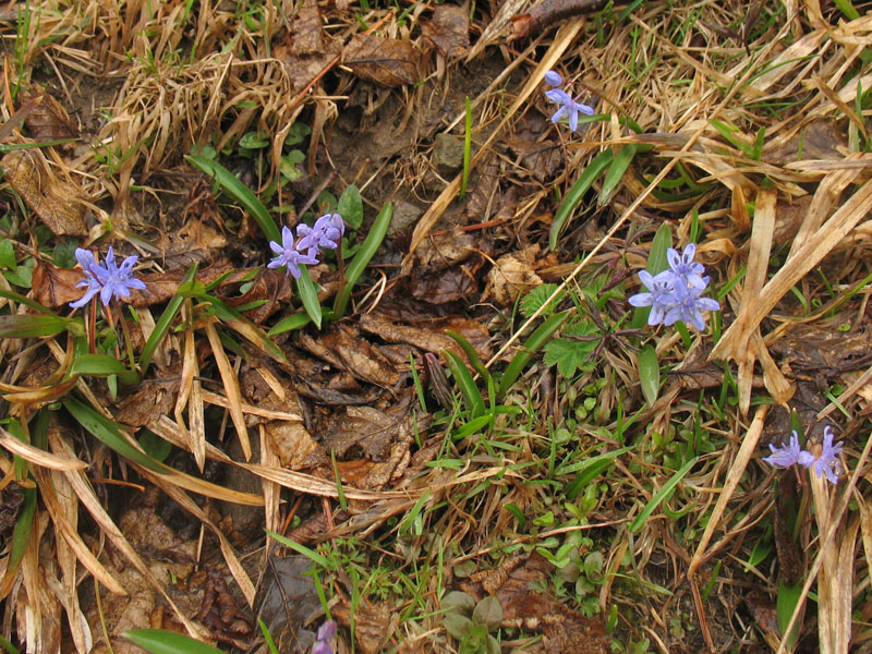 Image of Scilla kladnii specimen.