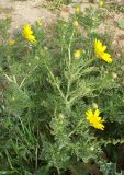 Glebionis coronaria. Цветущее растение. Израиль, приморская равнина, пустырь, конец марта.