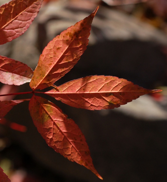 Image of Acer mandshuricum specimen.