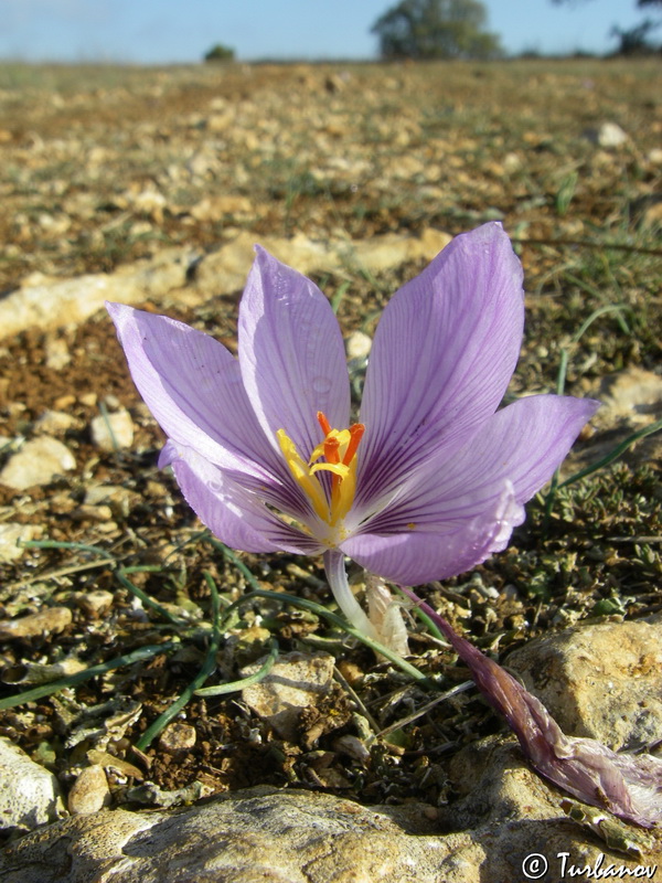 Image of Crocus pallasii specimen.