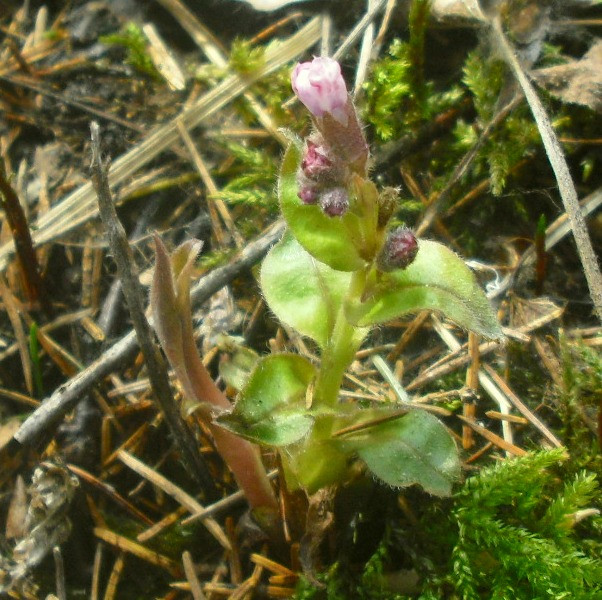 Image of Pulmonaria obscura specimen.