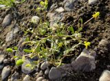 Ranunculus sceleratus