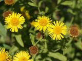 Inula britannica. Соцветия - корзинки. Кыргызстан, Чуйская обл., с. Восток, между кладбищем и водоемом. 11.09.2015.