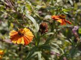 Helenium autumnale. Верхушка побега с цветками. Кыргызстан, южная окраина г. Бишкек, пустырь. 20.09.2015.