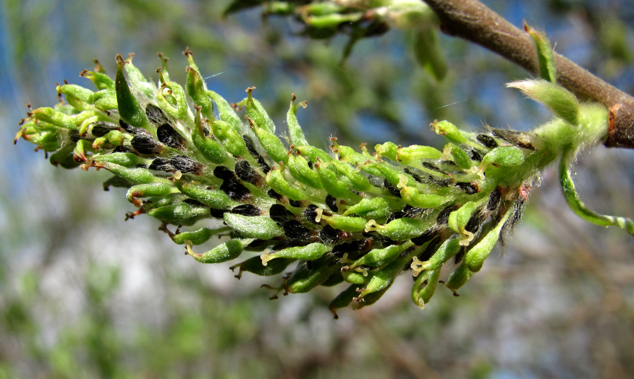 Image of Salix cinerea specimen.