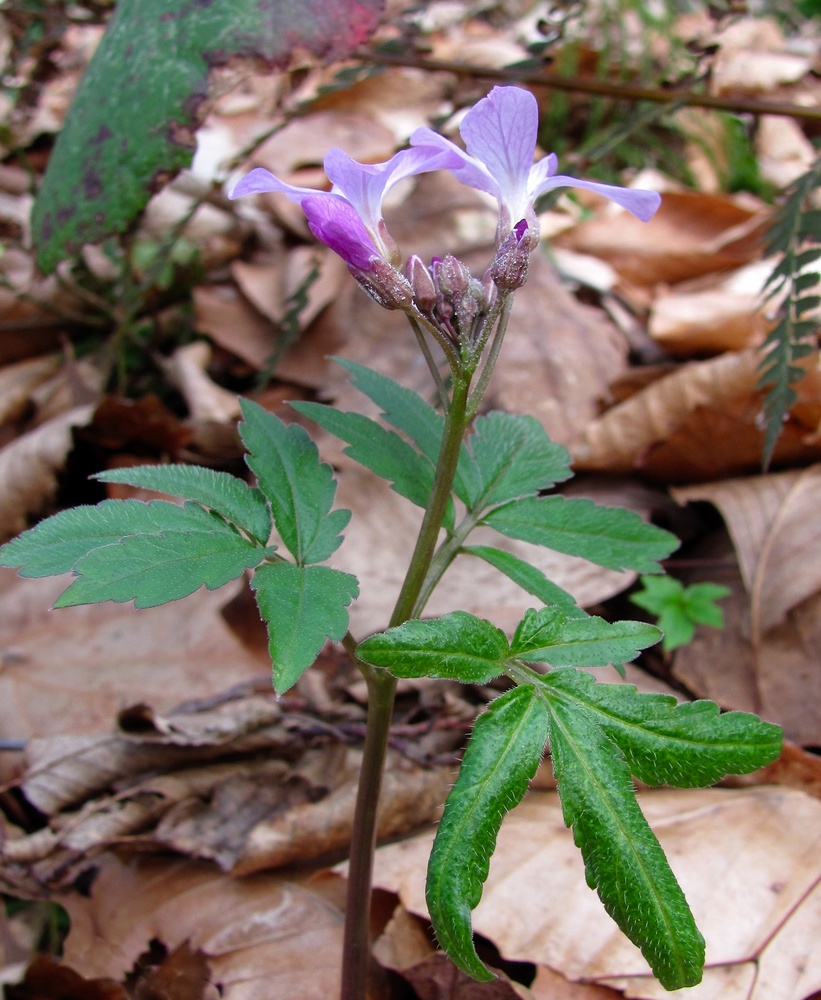 Изображение особи Cardamine quinquefolia.