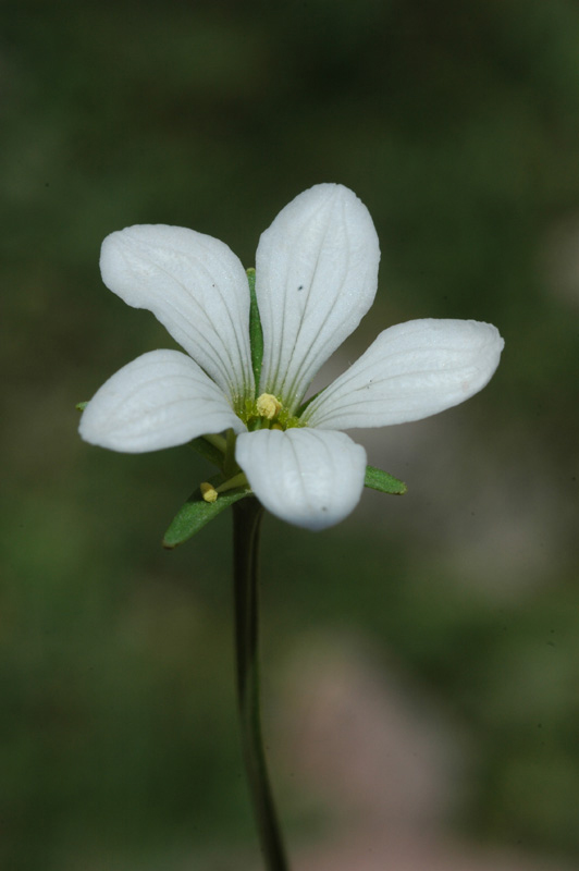 Image of Parnassia laxmannii specimen.