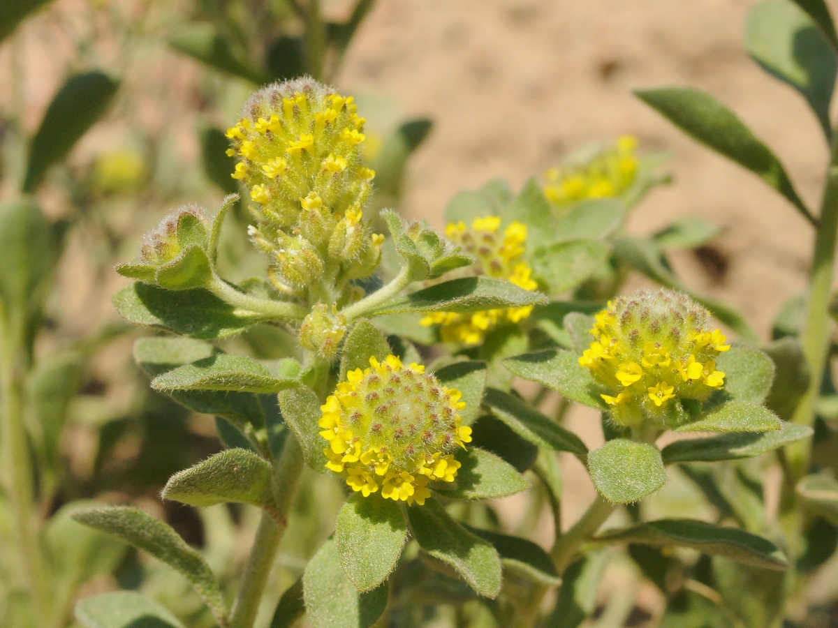 Image of Alyssum dasycarpum specimen.