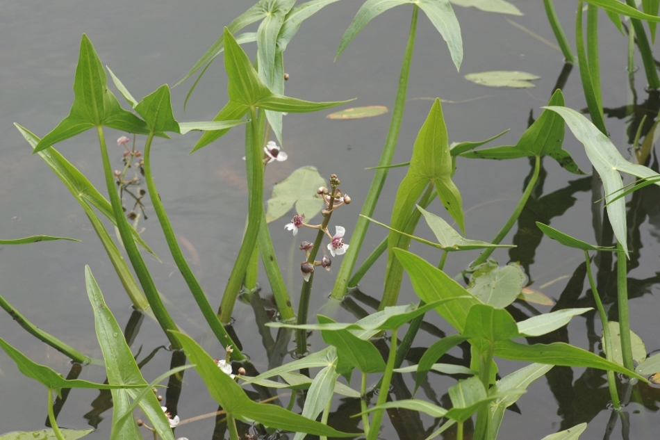 Изображение особи Sagittaria sagittifolia.