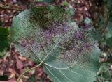 Populus nigra