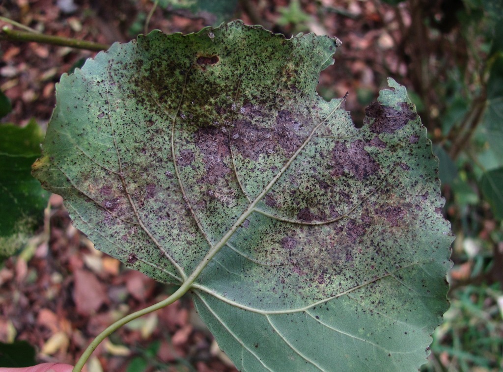 Изображение особи Populus nigra.