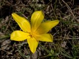 Tulipa tetraphylla. Цветок. Кыргызстан, долина р. Кекемерен, первый каньон, выше пос. Кызыл-Ой, степь. 5 мая 2015 г.