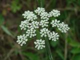 Pimpinella nigra. Соцветие. Иркутская обл., Иркутский р-н, окр. пос. Марково. 21.07.2014.