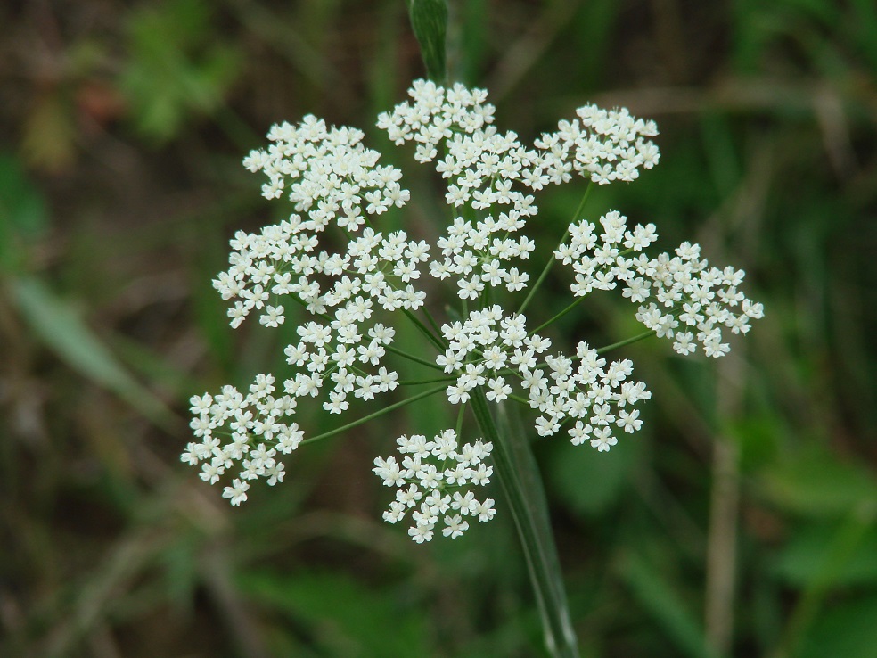 Изображение особи Pimpinella nigra.