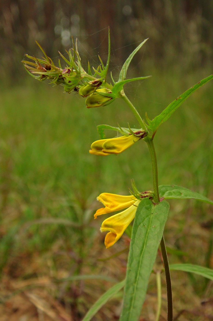 Изображение особи Melampyrum pratense.