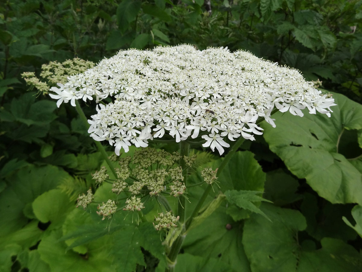 Изображение особи Heracleum lanatum.