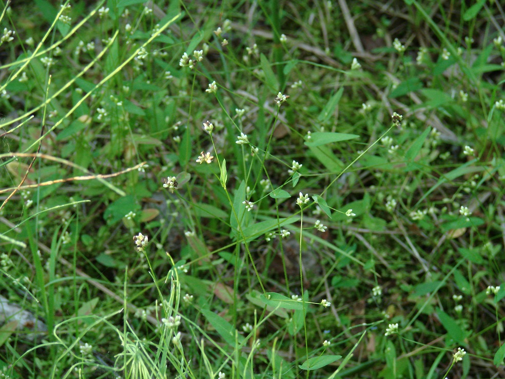 Image of Truellum sieboldii specimen.