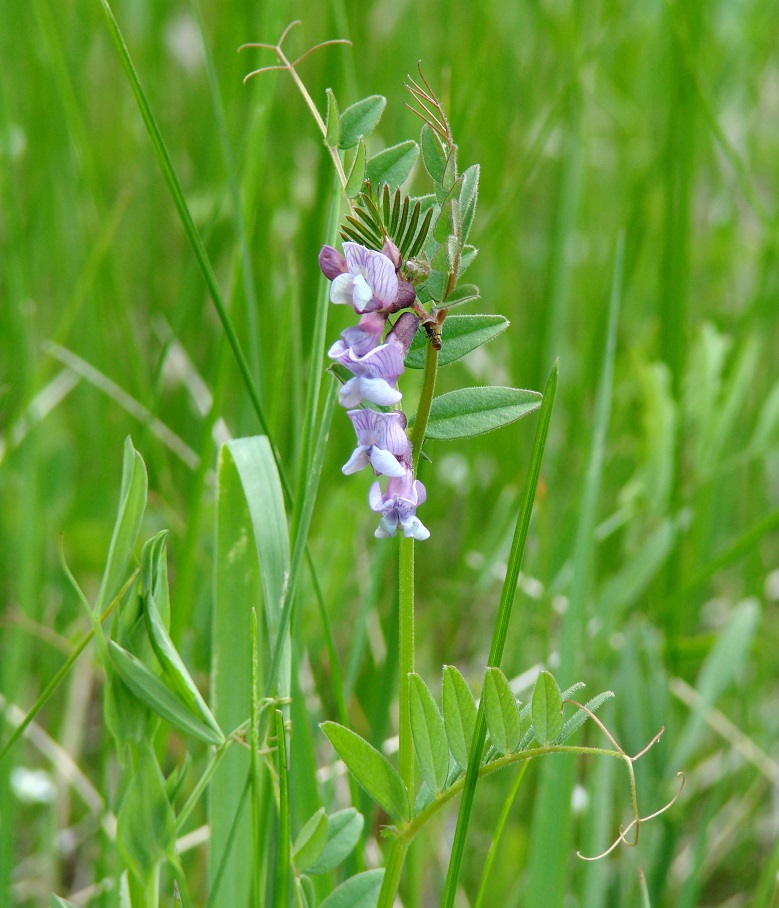 Image of Vicia sepium specimen.