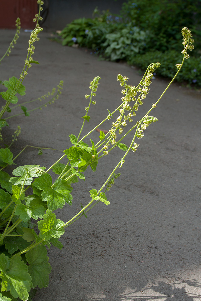 Изображение особи Tellima grandiflora.