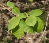 Ulmus laevis