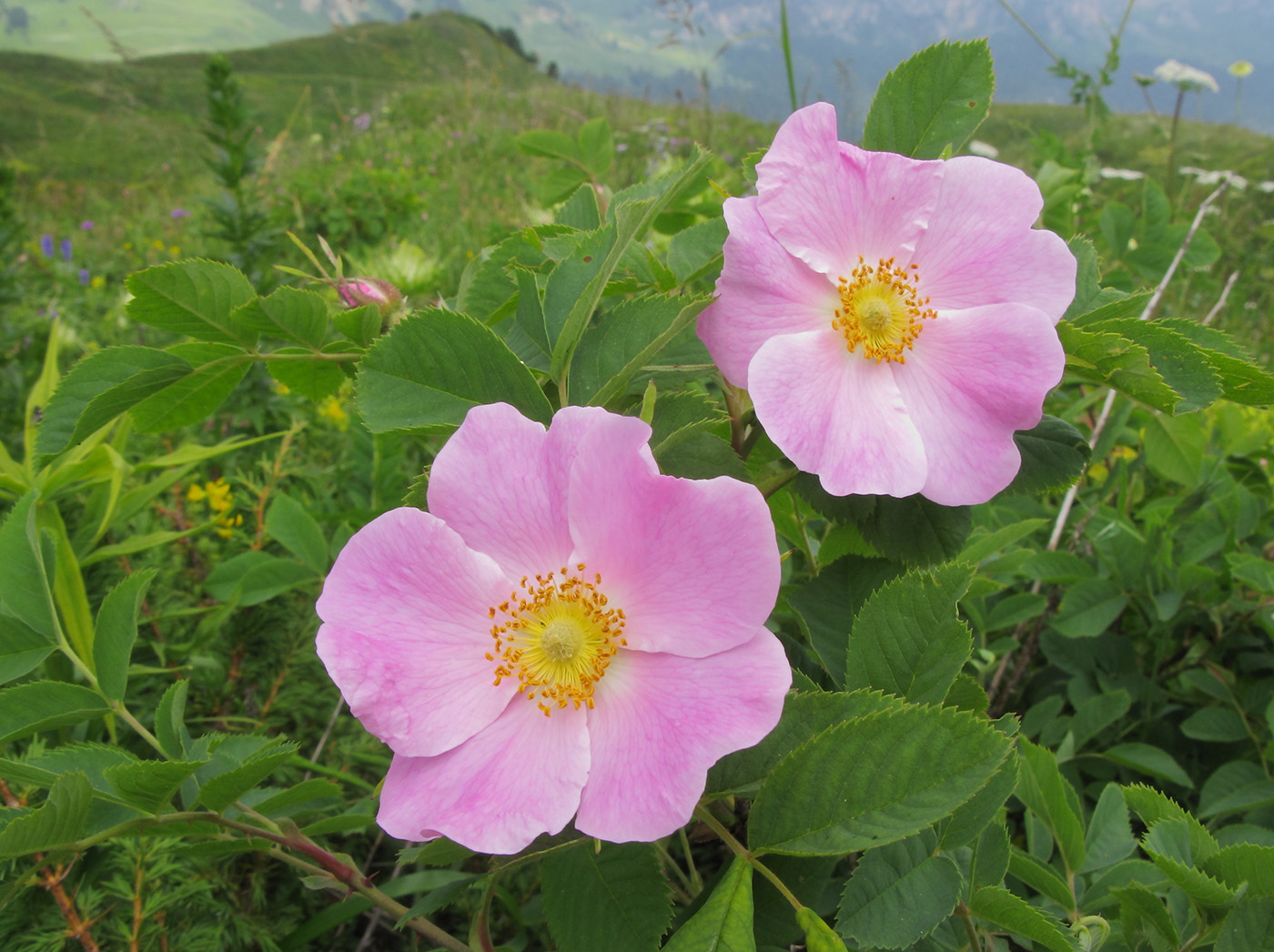 Image of Rosa oxyodon specimen.