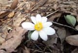 Sanguinaria canadensis