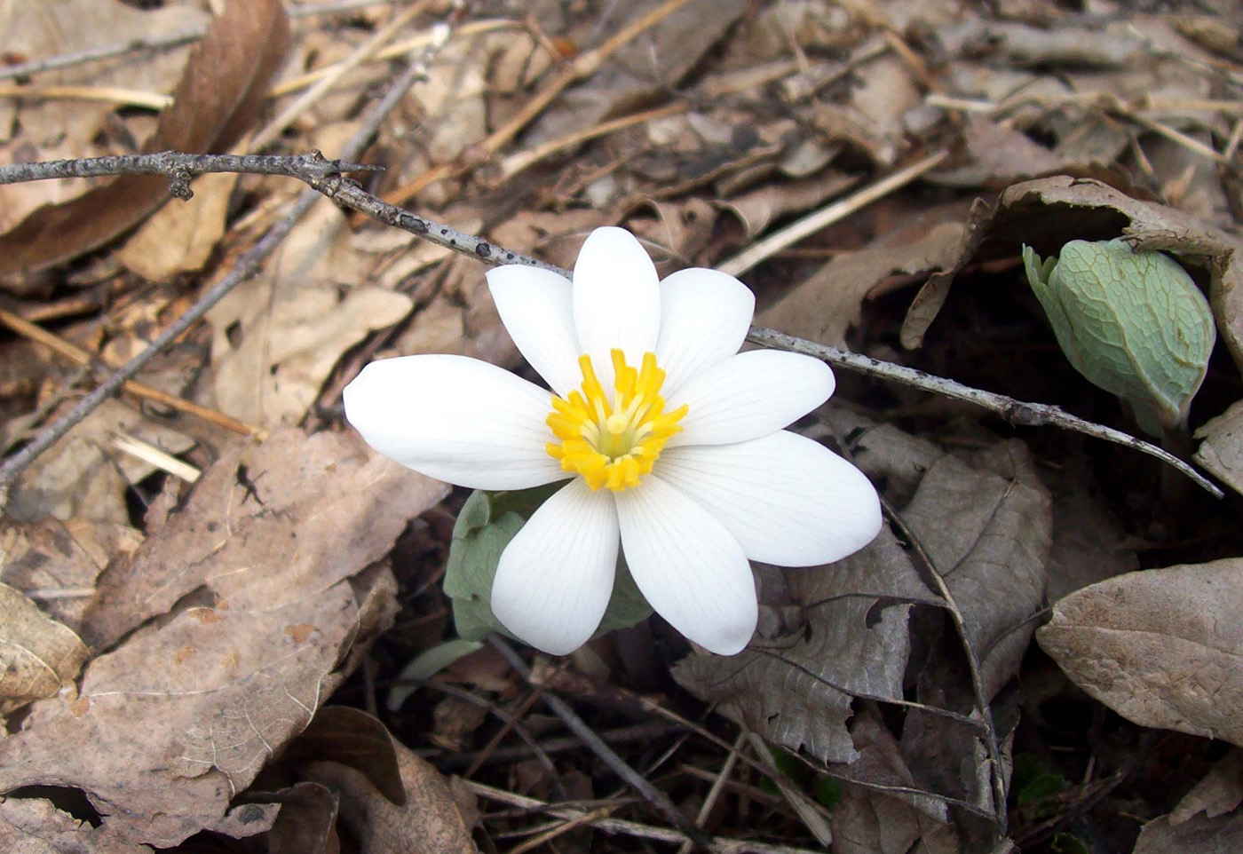 Изображение особи Sanguinaria canadensis.