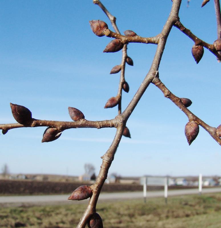 Изображение особи Ulmus laevis.