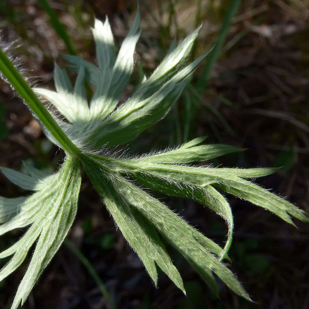 Изображение особи Pulsatilla uralensis.