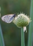 Allium altaicum