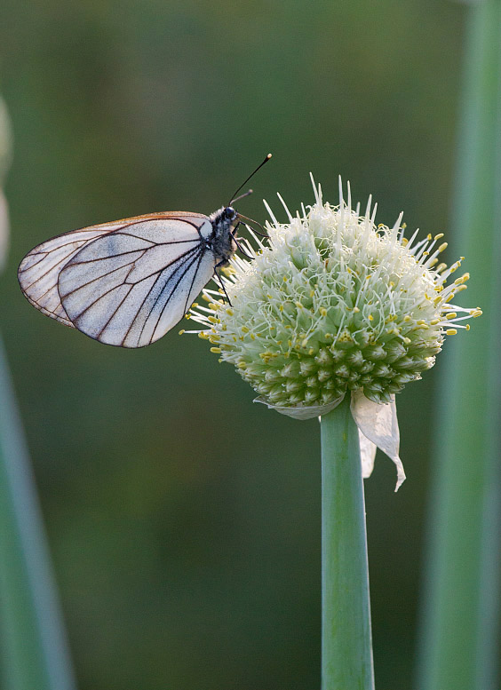 Image of Allium altaicum specimen.