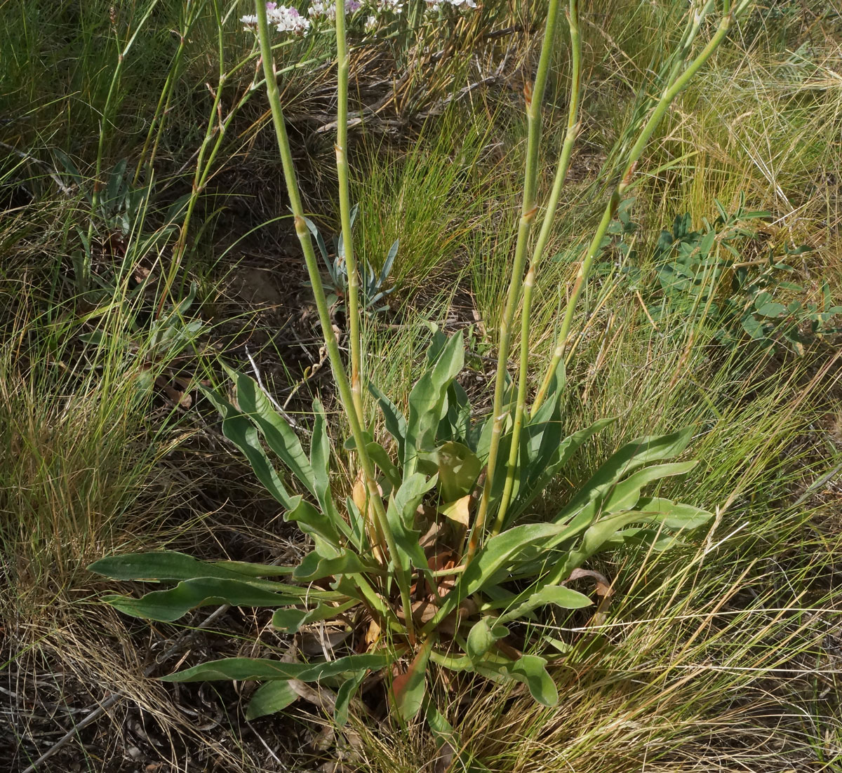 Image of Goniolimon dschungaricum specimen.