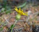 Scorzonera radiata. Соцветие. Иркутская обл., берег озера Байкал, окр. пос. Большие Коты, опушка сосново-лиственничного леса. 02.07.2015.