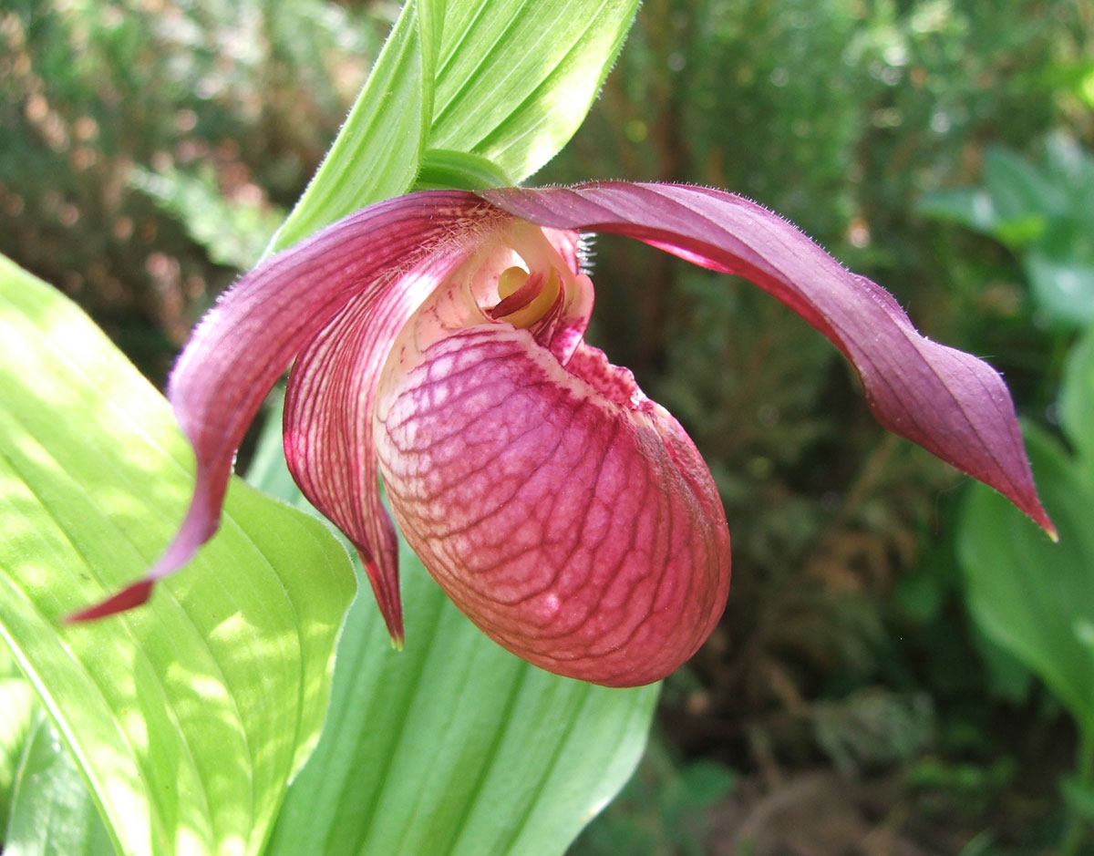 Image of Cypripedium &times; ventricosum specimen.