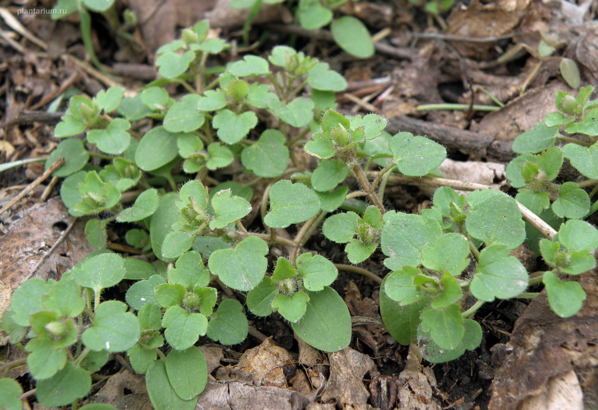 Image of Veronica sublobata specimen.