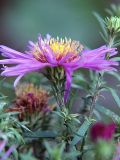 Symphyotrichum × versicolor. Соцветие (вид сбоку). Санкт-Петербург. 16.09.2009.