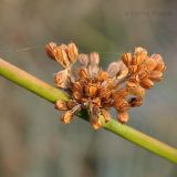 Juncus decipiens. Часть побега с сухими вскрывшимися плодами. Приморский край, Уссурийский гор. округ, окр. с. Монакино, пойма ручья. 21.10.2014.