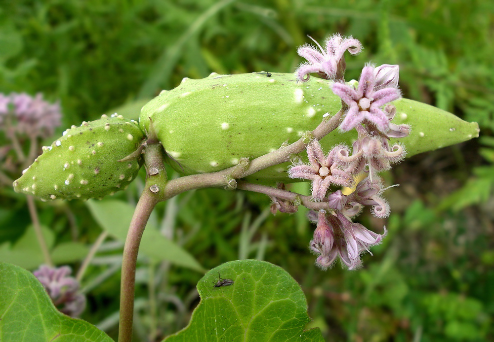 Image of Metaplexis japonica specimen.