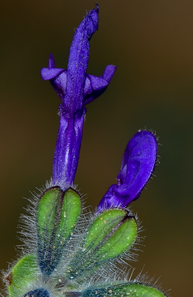 Image of Salvia lanigera specimen.