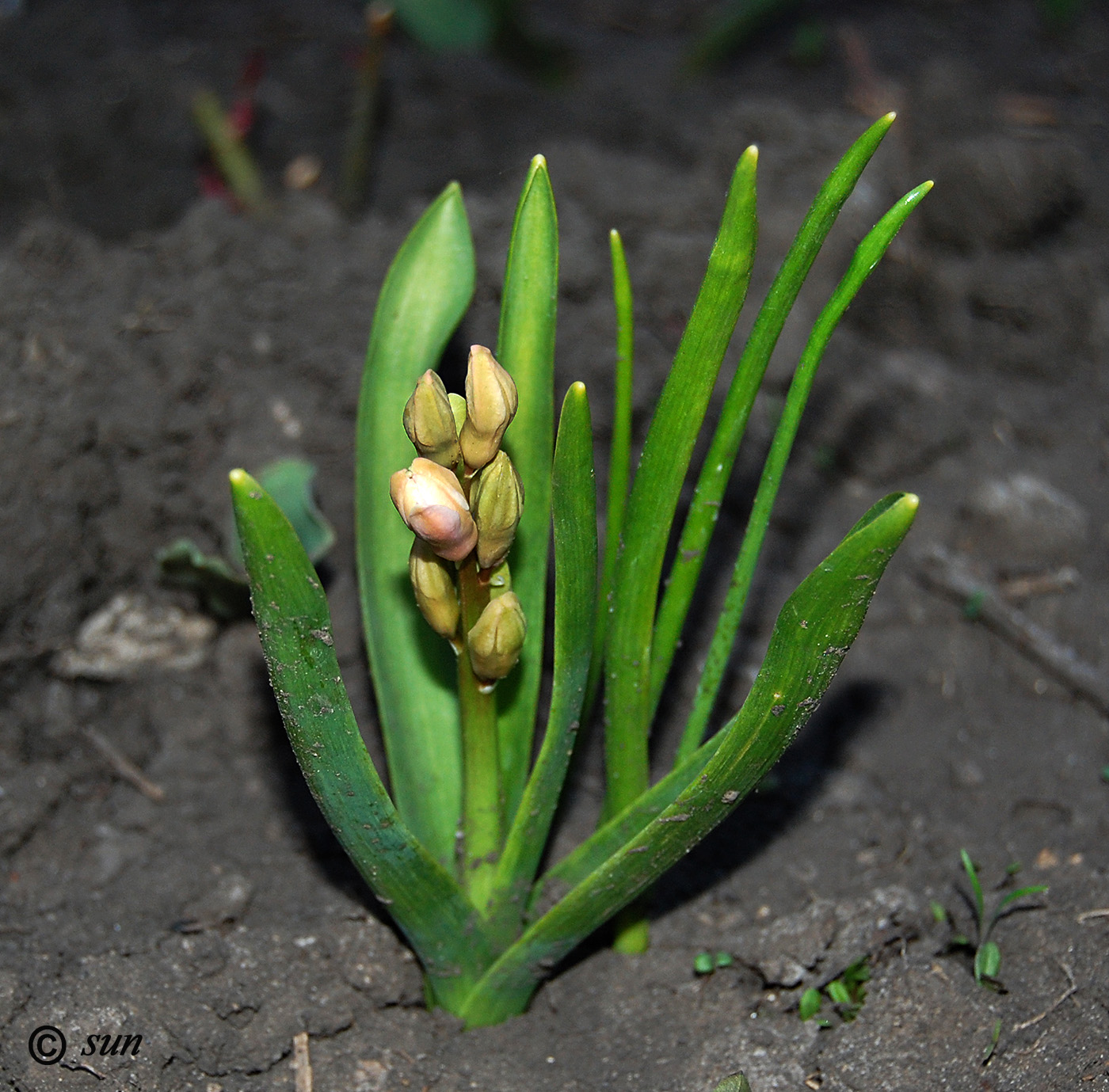 Изображение особи Hyacinthus orientalis.