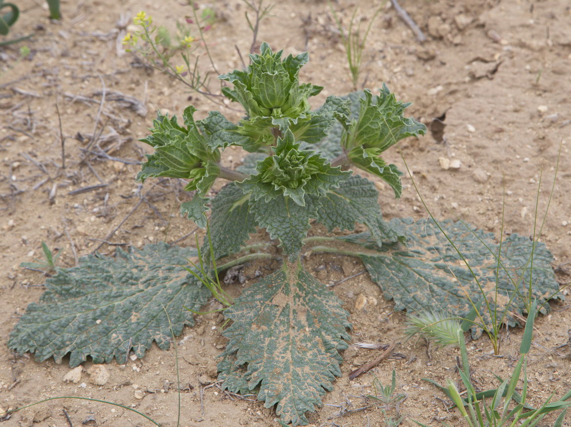 Image of Eremostachys tuberosa specimen.