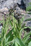 Trachelanthus korolkowii